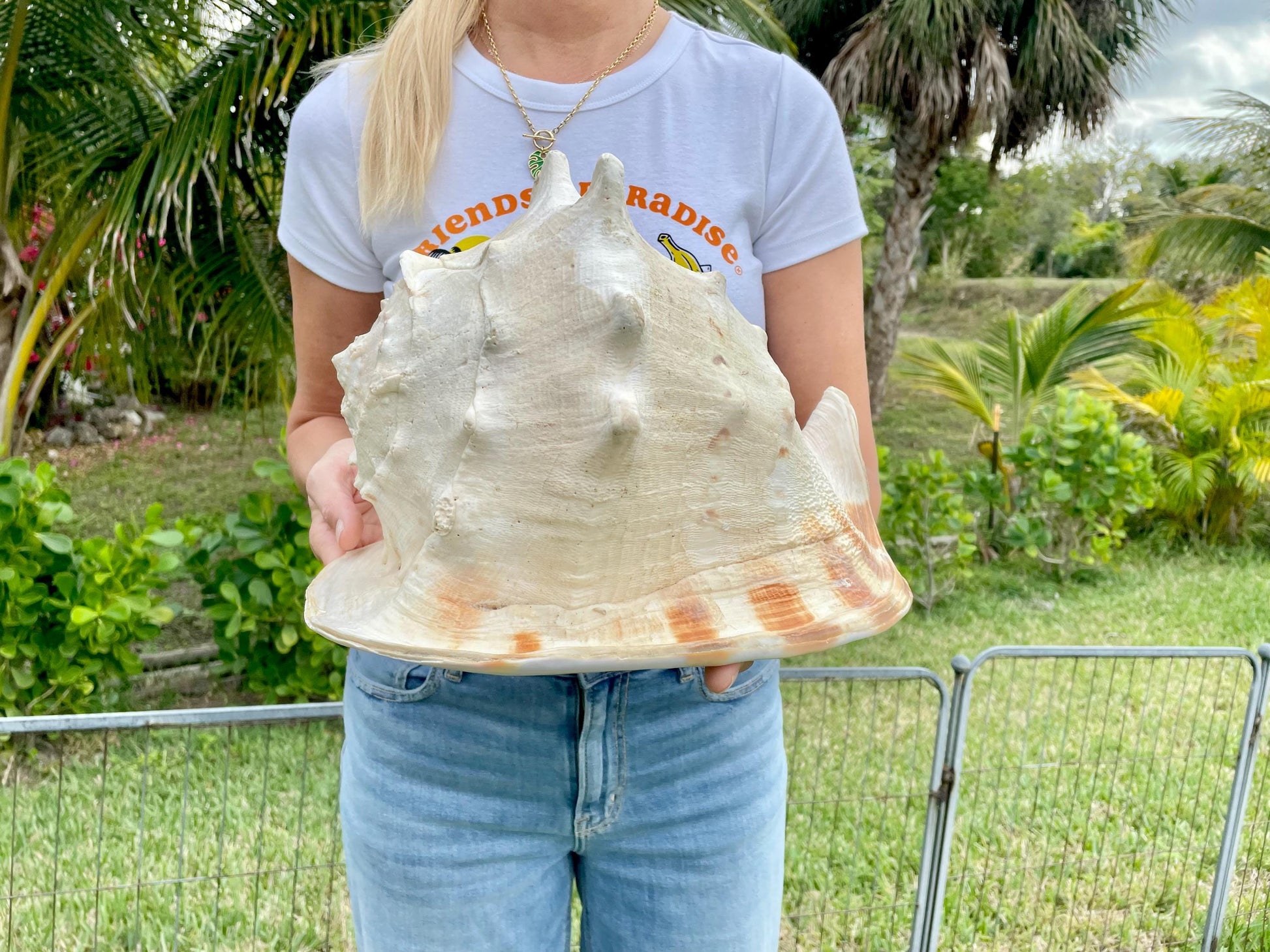 YELLOW HORNED HELMET Shell *All Sizes* Natural Orange Polished Glossy Interior Display Seashell Cassis Cornuta Coastal Beach Home Décor