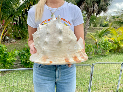 YELLOW HORNED HELMET Shell *All Sizes* Orange Polished Glossy Interior Display Seashell