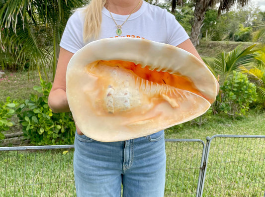 YELLOW HORNED HELMET Shell *All Sizes* Natural Orange Polished Glossy Interior Display Seashell Cassis Cornuta Coastal Beach Home Décor