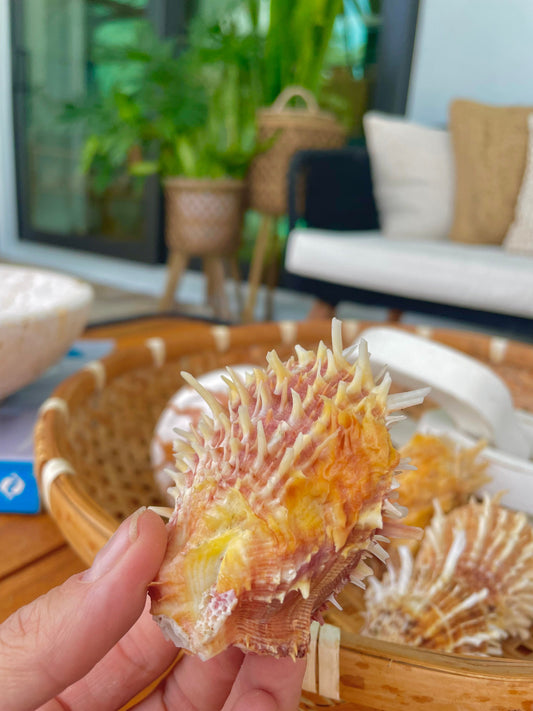 May include: Close-up of a spiky, multi-colored seashell, featuring shades of orange, yellow, and white. The shell is held in a hand, with other shells visible in a woven basket. The background includes a glimpse of a living room.