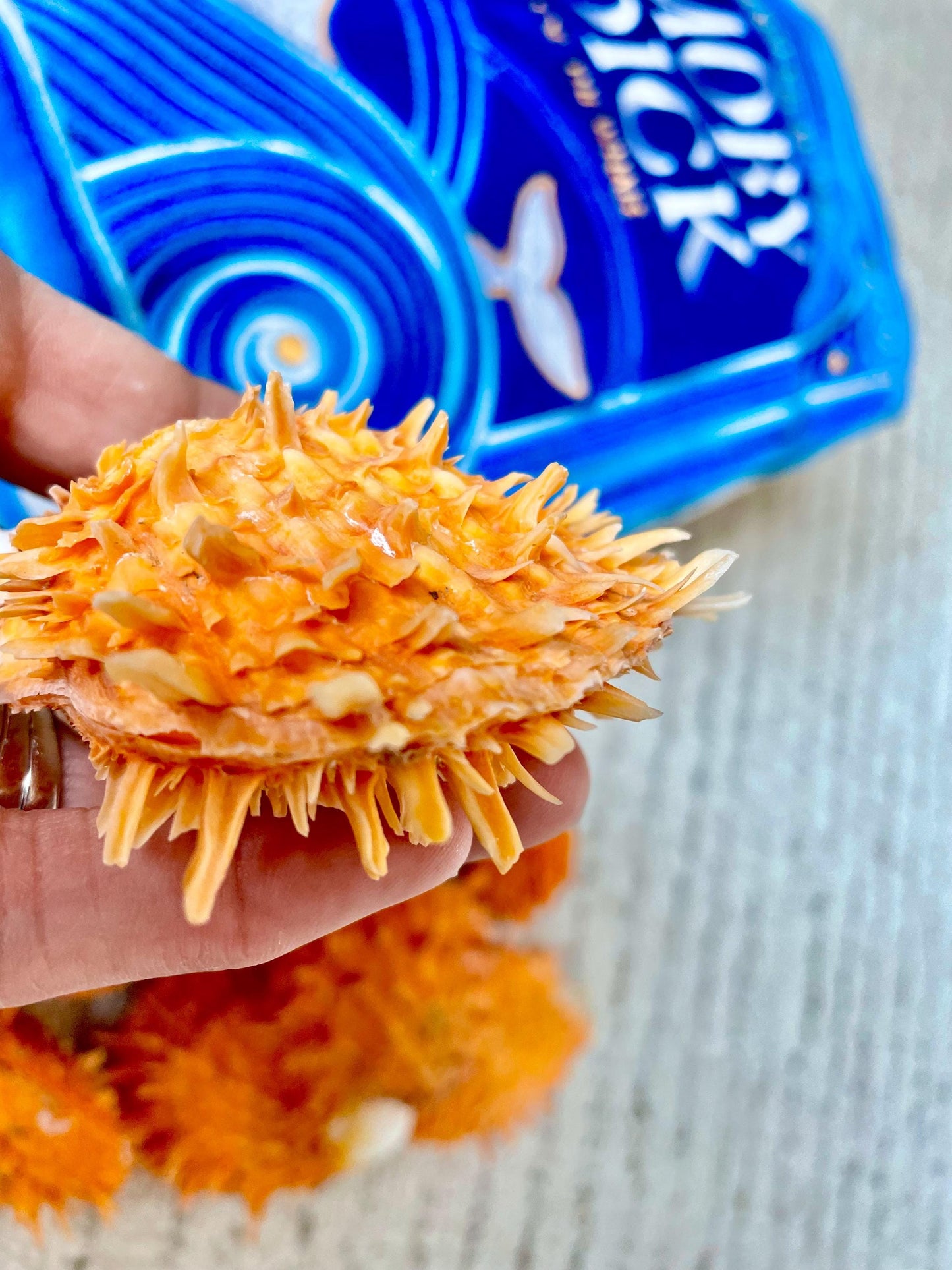 Orange Spiny Oyster Pair Shell 2.5-3" Display, Craft Seashells