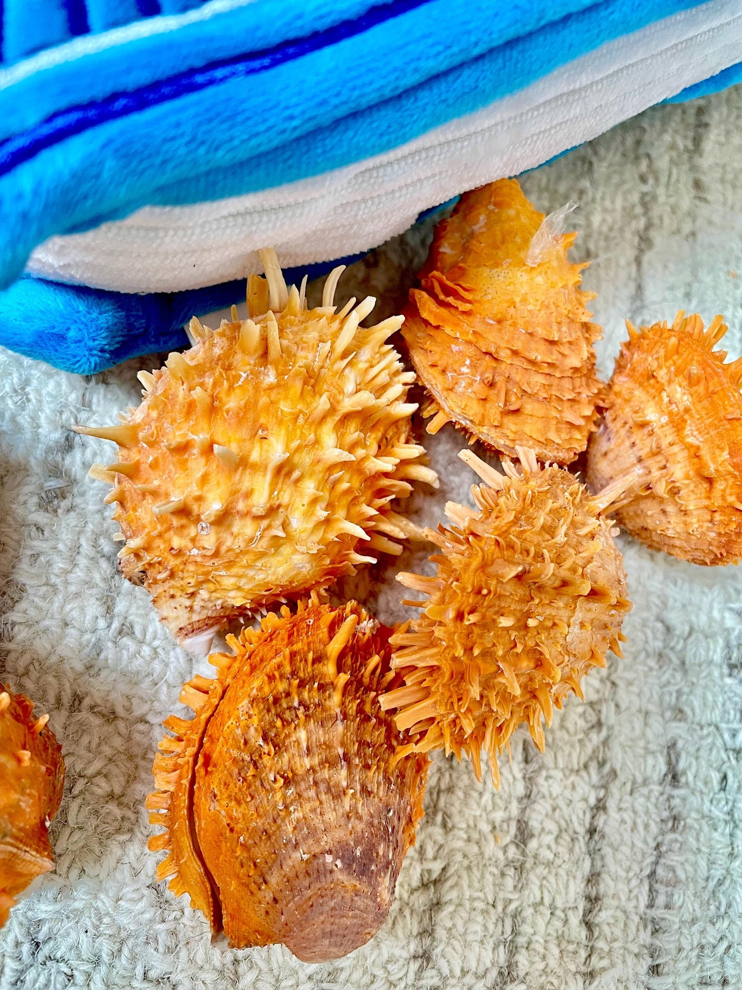 Orange Spiny Oyster Pair Shell 2.5-3" Display, Craft Seashells