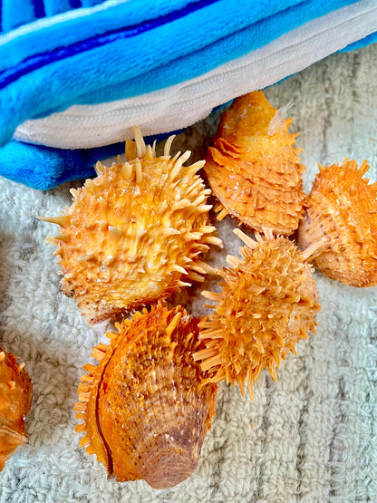 Orange Spiny Oyster Pair Shell 2.5-3" Display, Craft Seashells