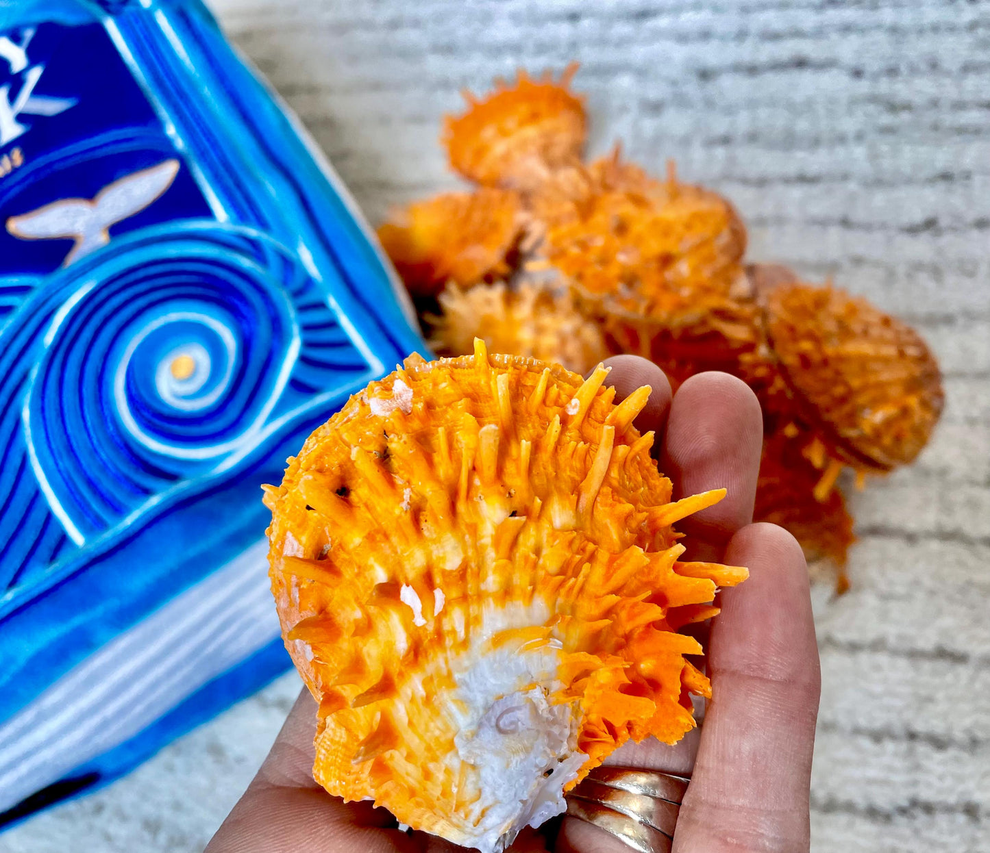 Orange Spiny Oyster Pair Shell 2.5-3" Display, Craft Seashells
