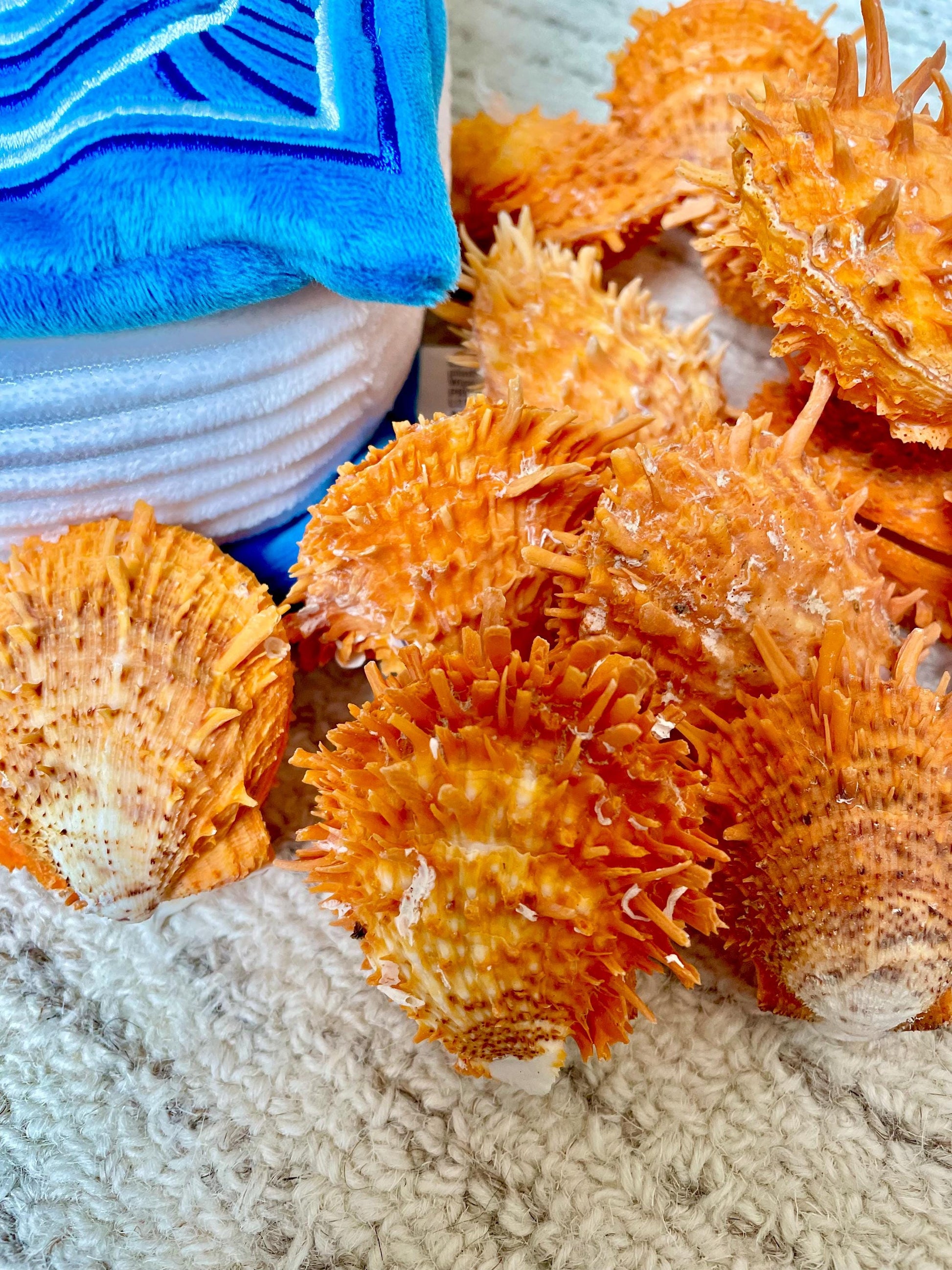 Orange Spiny Oyster Pair Shell 2.5-3" Display, Craft Seashells