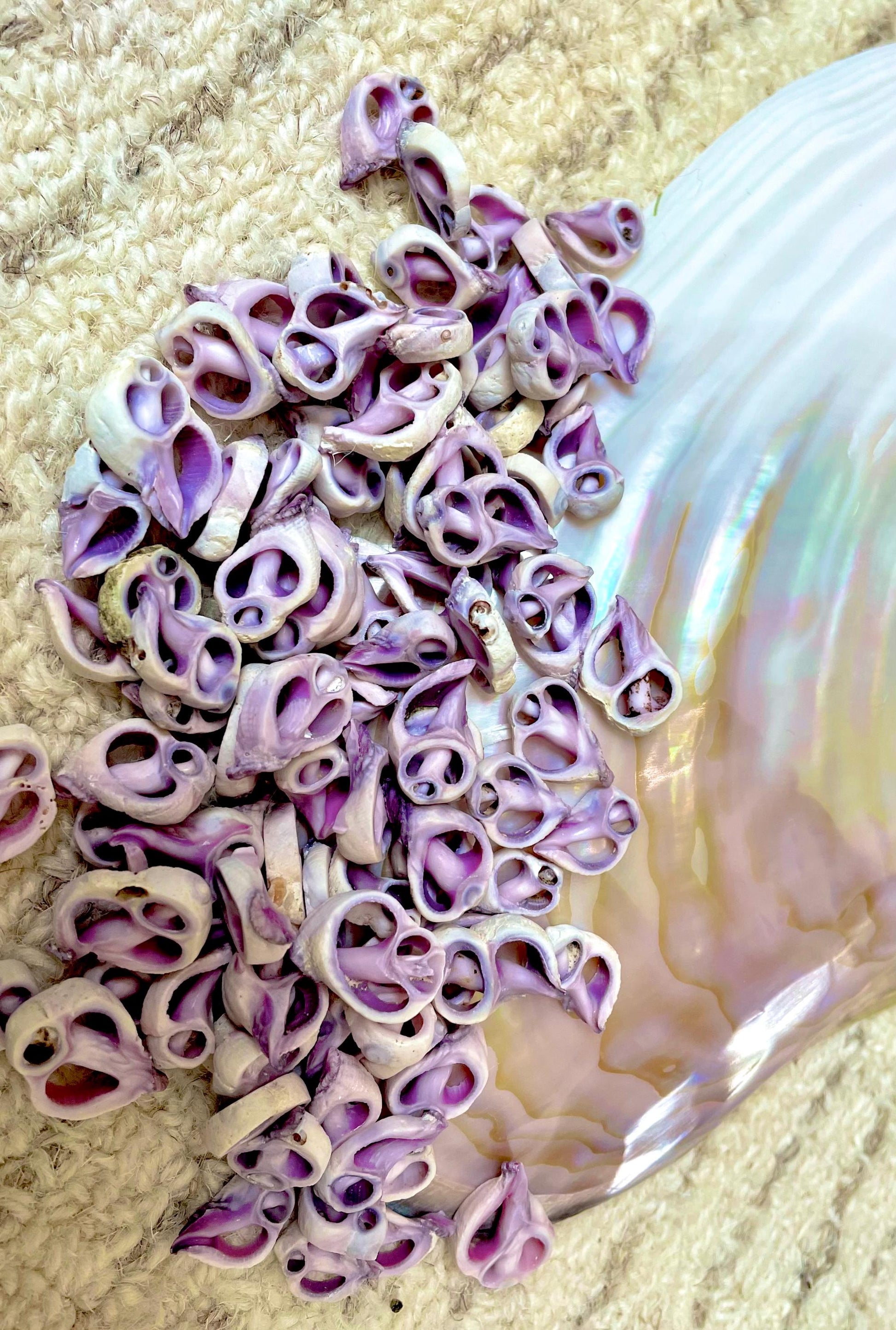 Sliced Cebu Shells, 100 Pack, Up to 3/4", Purple Violet Craft Seashells