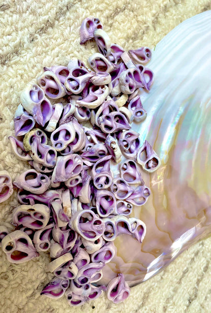 Sliced Cebu Shells, 100 Pack, Up to 3/4", Purple Violet Craft Seashells