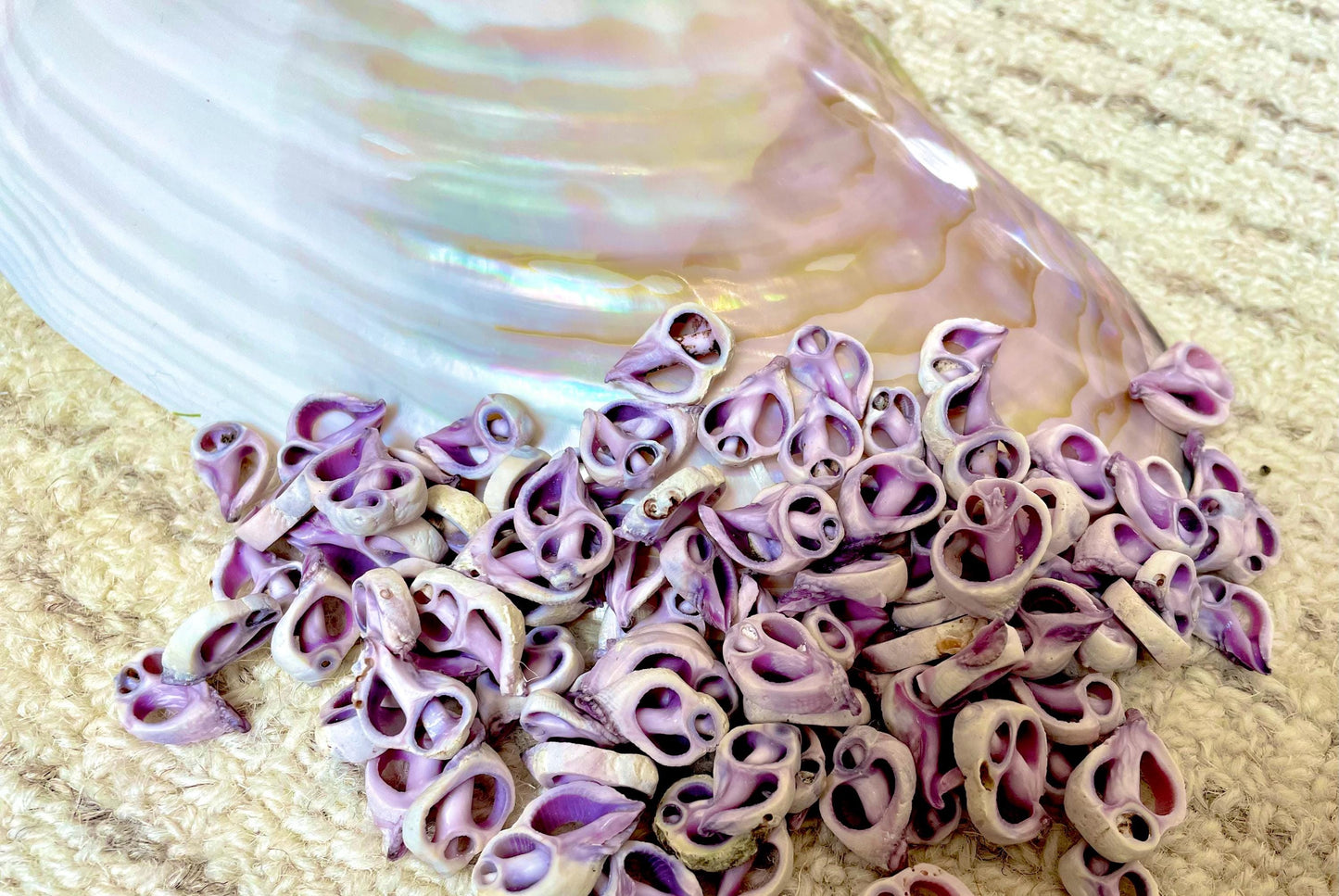 Sliced Cebu Shells, 100 Pack, Up to 3/4", Purple Violet Craft Seashells