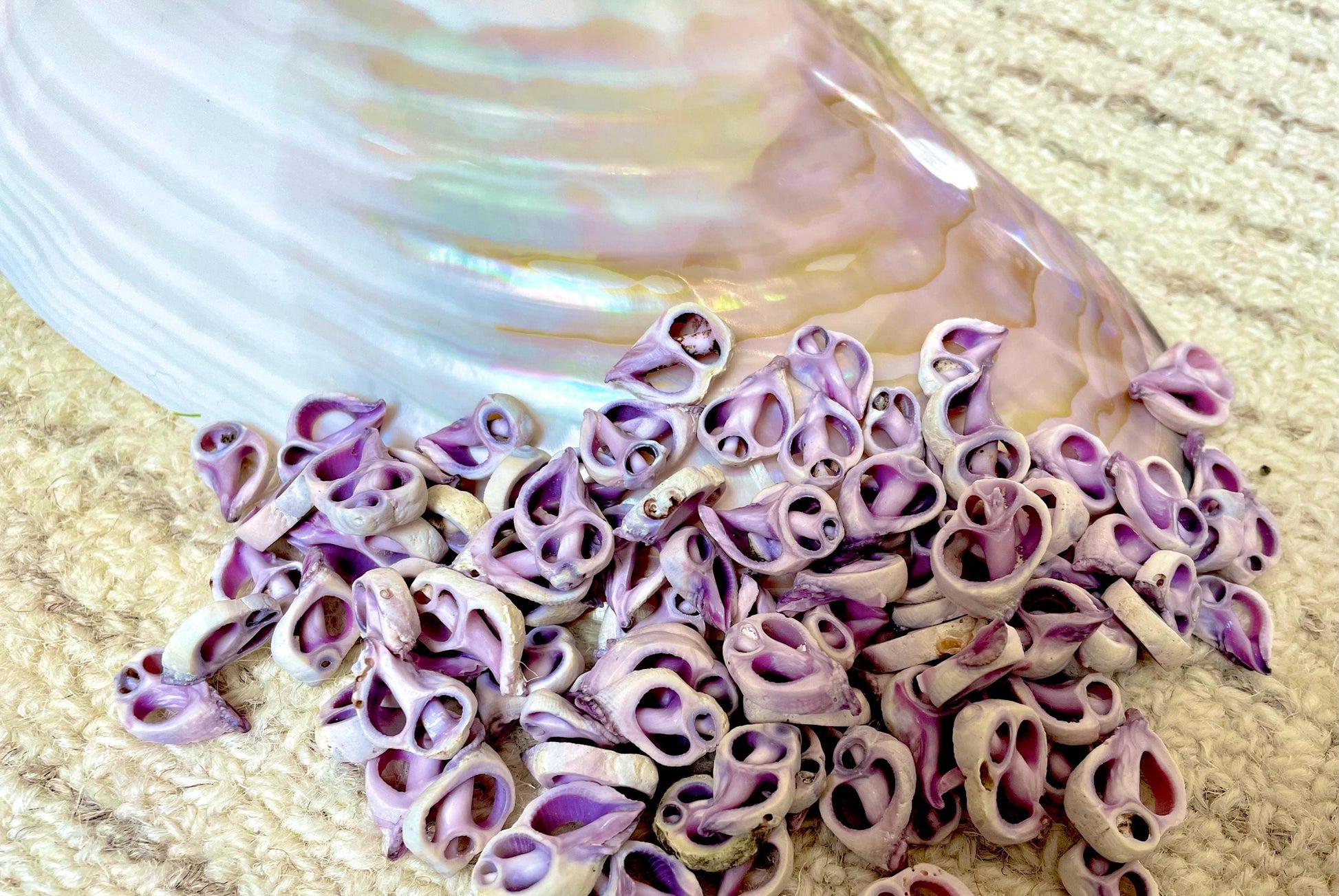 Sliced Cebu Shells, 100 Pack, Up to 3/4", Purple Violet Craft Seashells