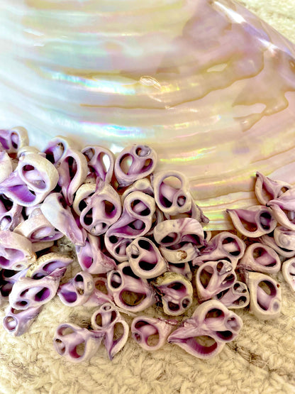 Sliced Cebu Shells, 100 Pack, Up to 3/4", Purple Violet Craft Seashells