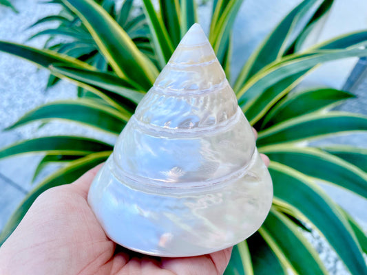 PEARLED TROCHUS SHELLS *All Sizes* Natural Irredescent Display Pyramid Top Seashells