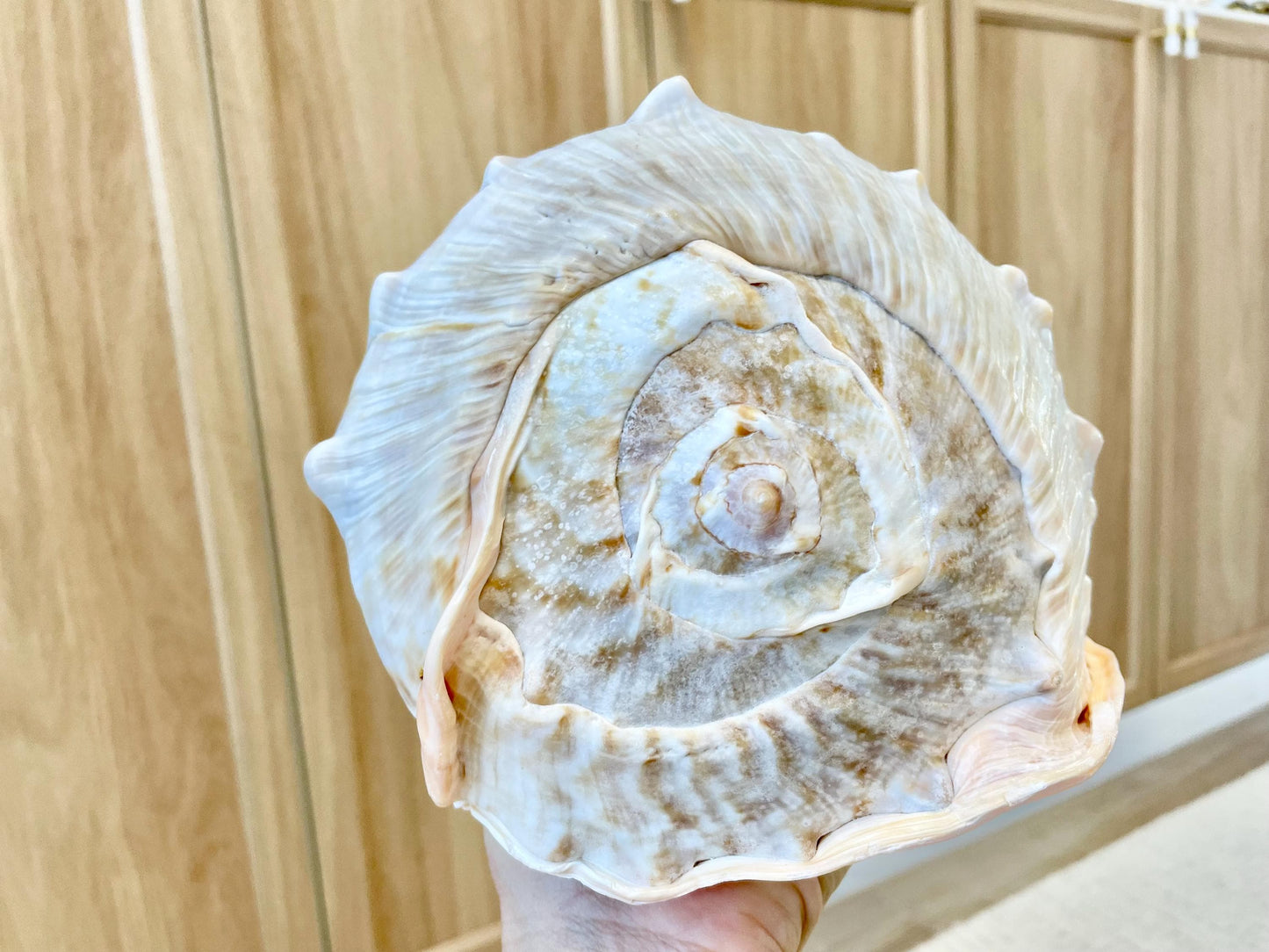 QUEEN HELMET SHELLS *All Sizes* Natural Peach Brown Display Seashells Décor
