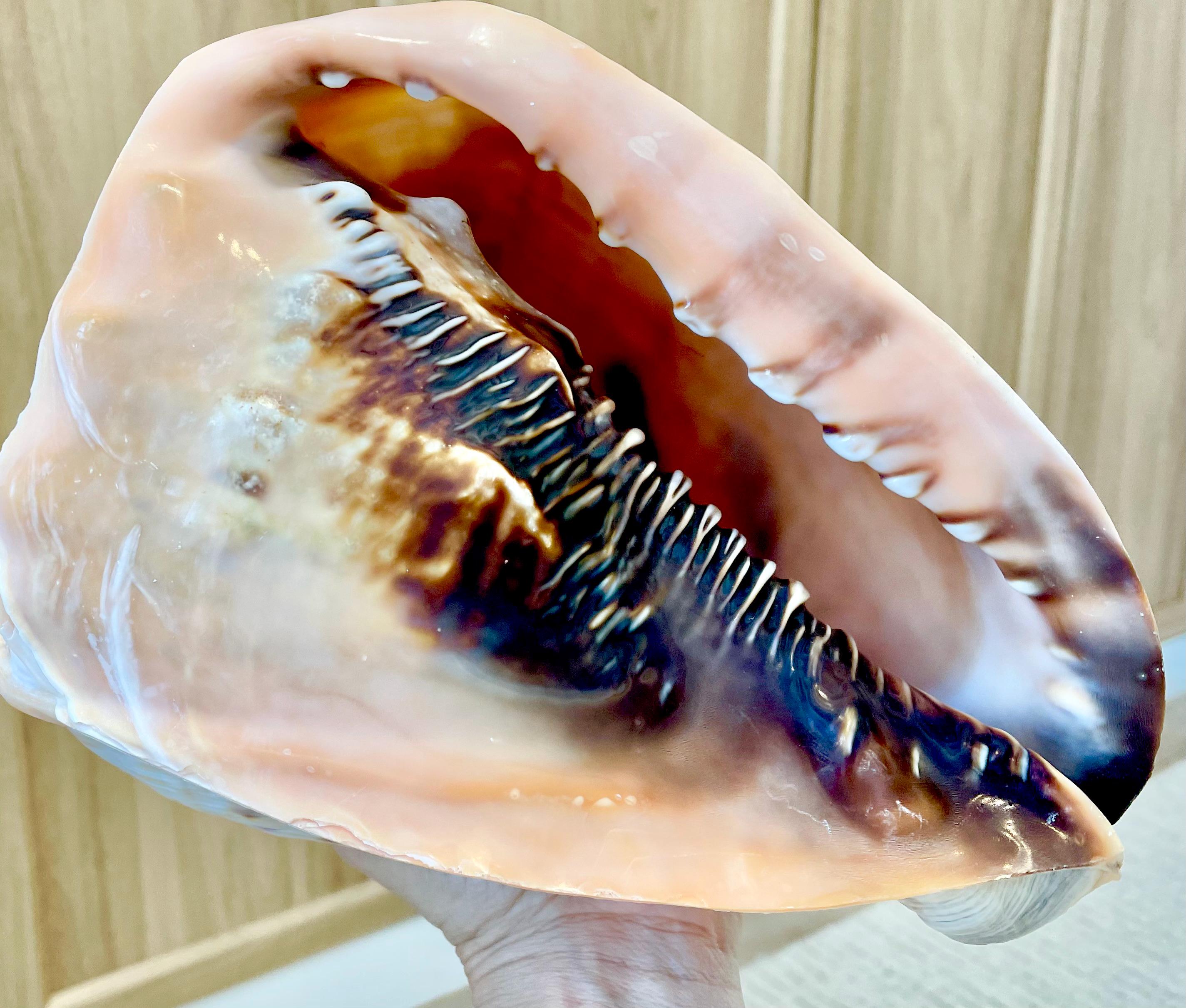 QUEEN HELMET SHELLS *All Sizes* Natural Peach Brown Display Seashells ...