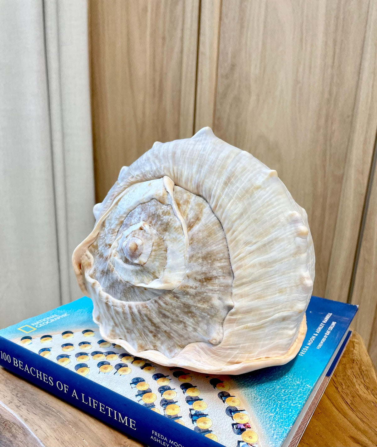 QUEEN HELMET SHELLS *All Sizes* Natural Peach Brown Display Seashells Décor