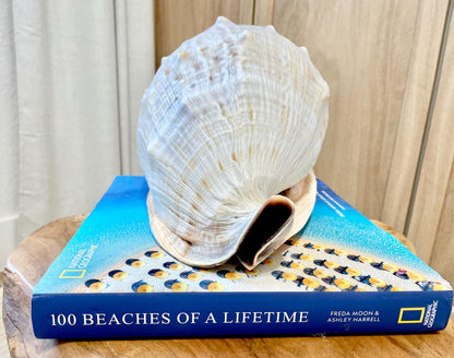 QUEEN HELMET SHELLS *All Sizes* Natural Peach Brown Display Seashells Décor