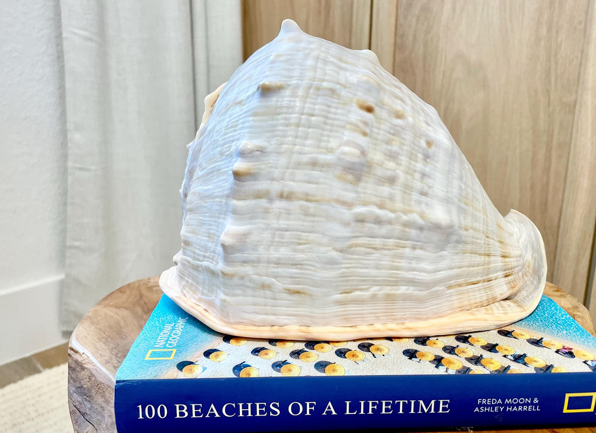QUEEN HELMET SHELLS *All Sizes* Natural Peach Brown Display Seashells Décor