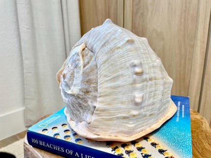 QUEEN HELMET SHELLS *All Sizes* Natural Peach Brown Display Seashells Décor