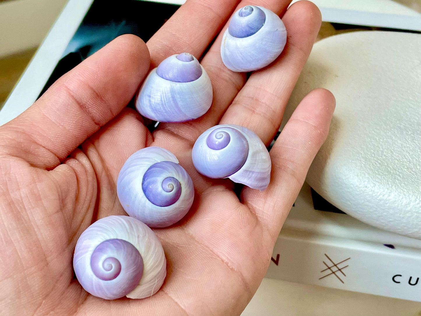 Purple Violet Sea Snail Shells 20-25mm (1") Craft Display Seashells, 1 shell per order
