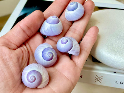 Purple Violet Sea Snail Shells 20-25mm (1") Craft Display Seashells, 1 shell per order