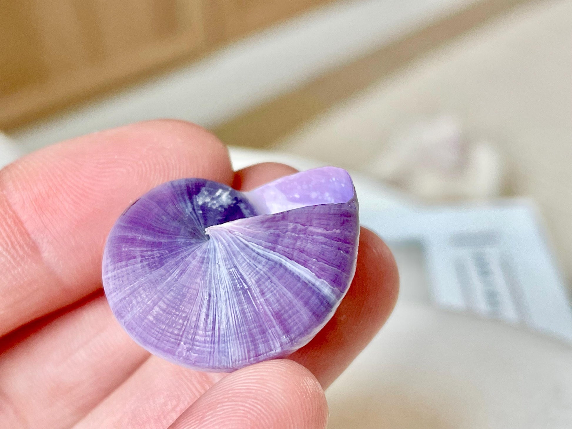 Purple Violet Sea Snail Shells 20-25mm (1") Craft Display Seashells, 1 shell per order