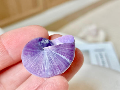 Purple Violet Sea Snail Shells 20-25mm (1") Craft Display Seashells, 1 shell per order