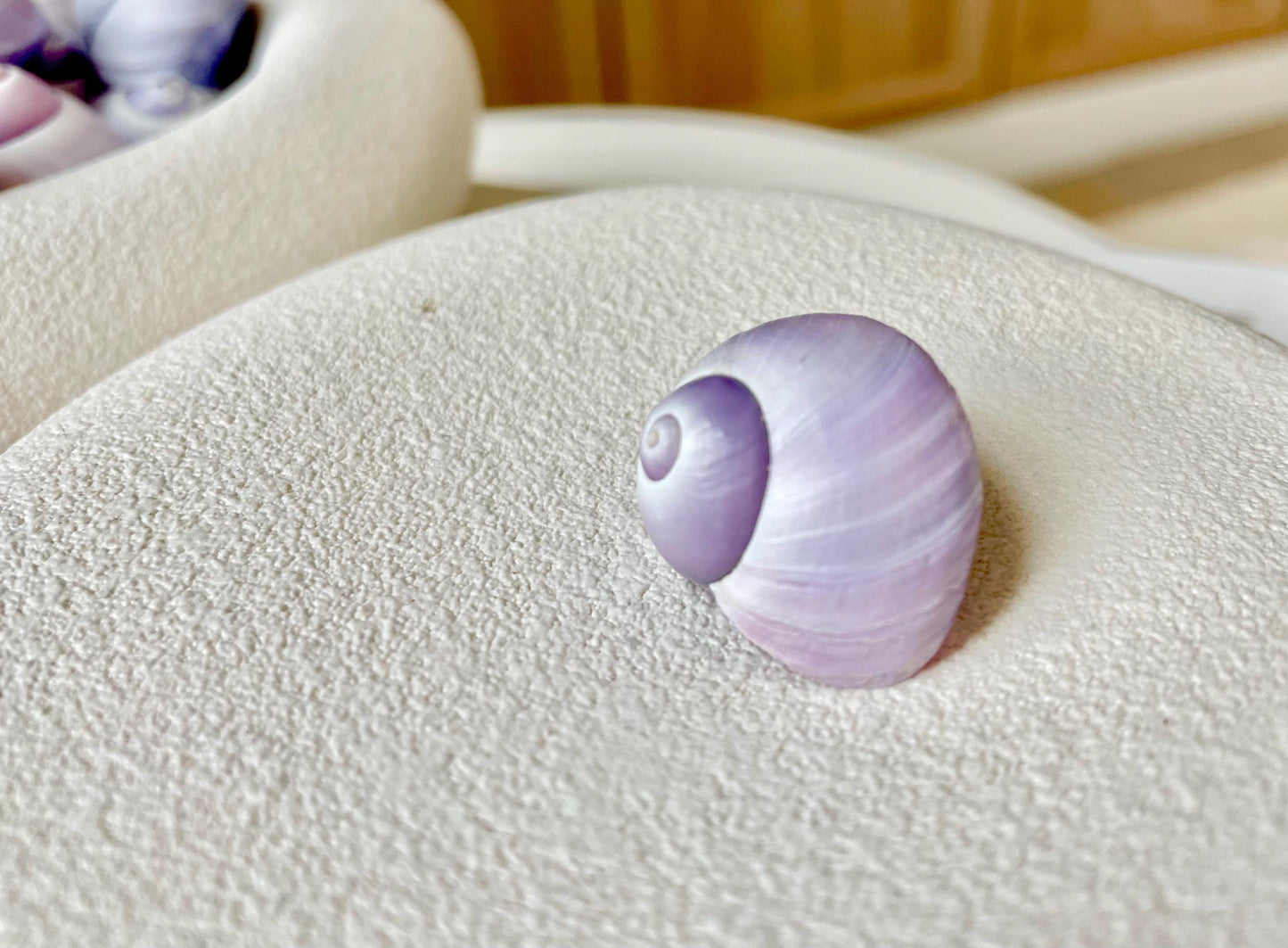 Purple Violet Sea Snail Shells 20-25mm (1") Craft Display Seashells, 1 shell per order