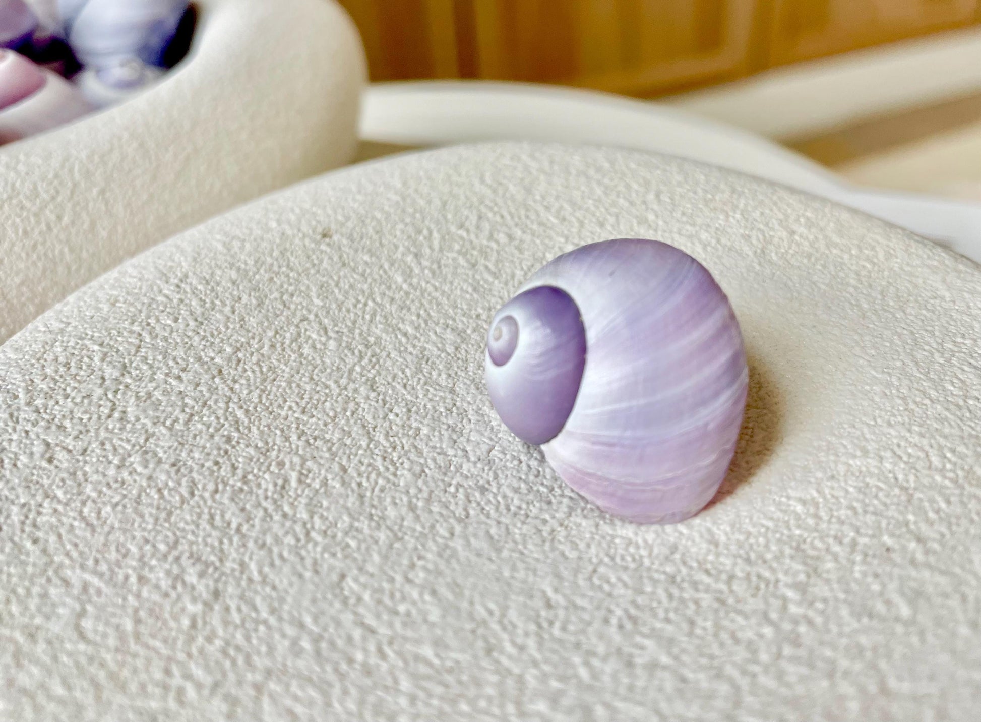Purple Violet Sea Snail Shells 20-25mm (1") Craft Display Seashells, 1 shell per order