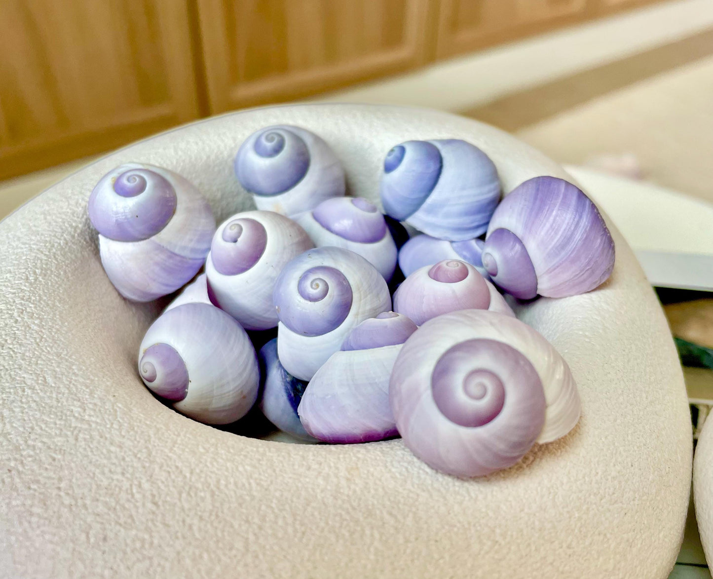 Purple Violet Sea Snail Shells 20-25mm (1") Craft Display Seashells, 1 shell per order
