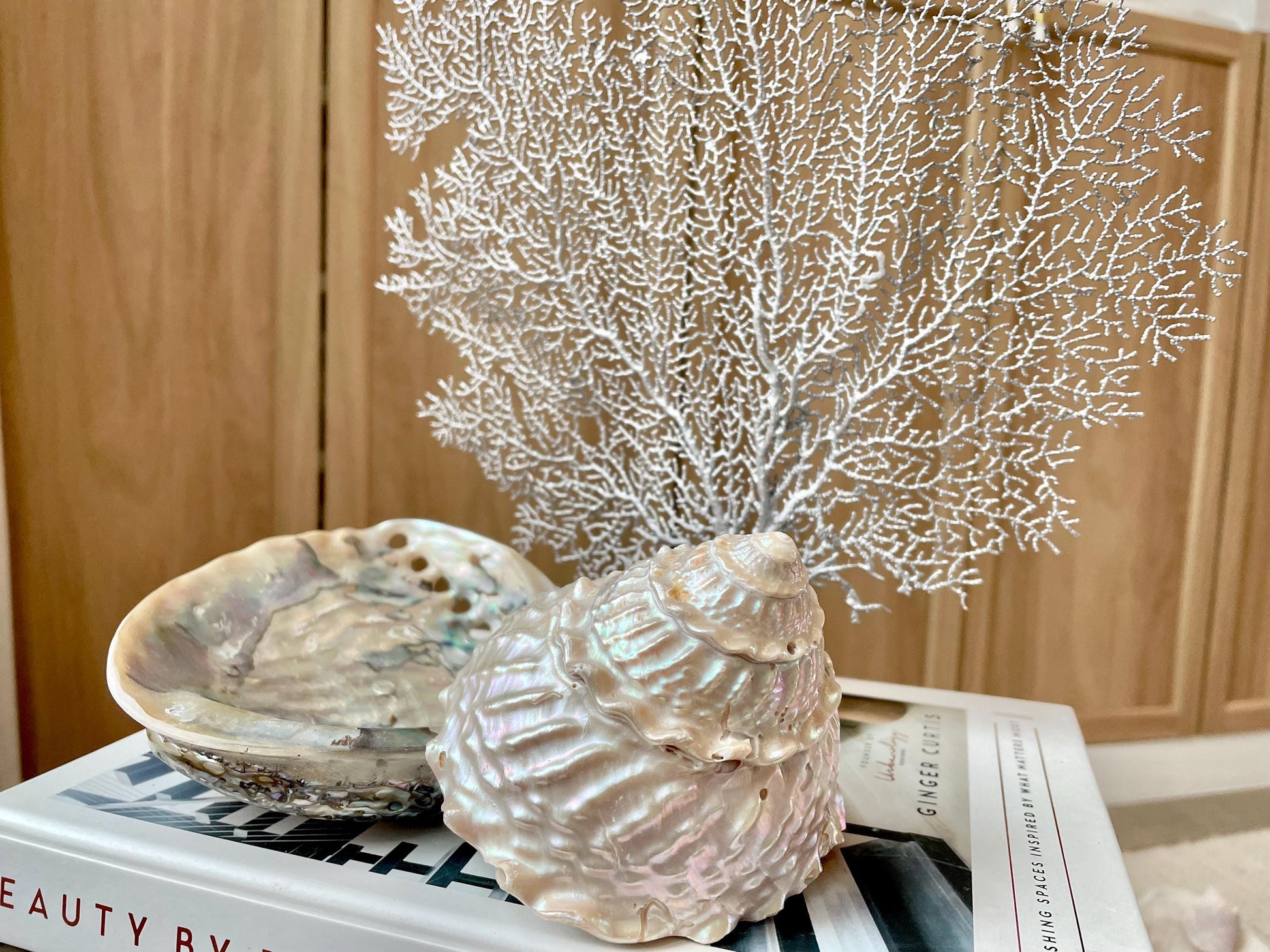 Silver Sea Fan (8-20") *You Choose Size* Natural Hand Painted Coastal Décor
