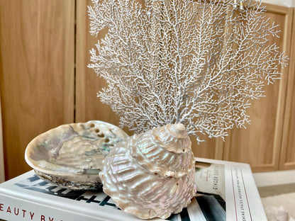 Silver Sea Fan (8-20") *You Choose Size* Natural Hand Painted Coastal Décor