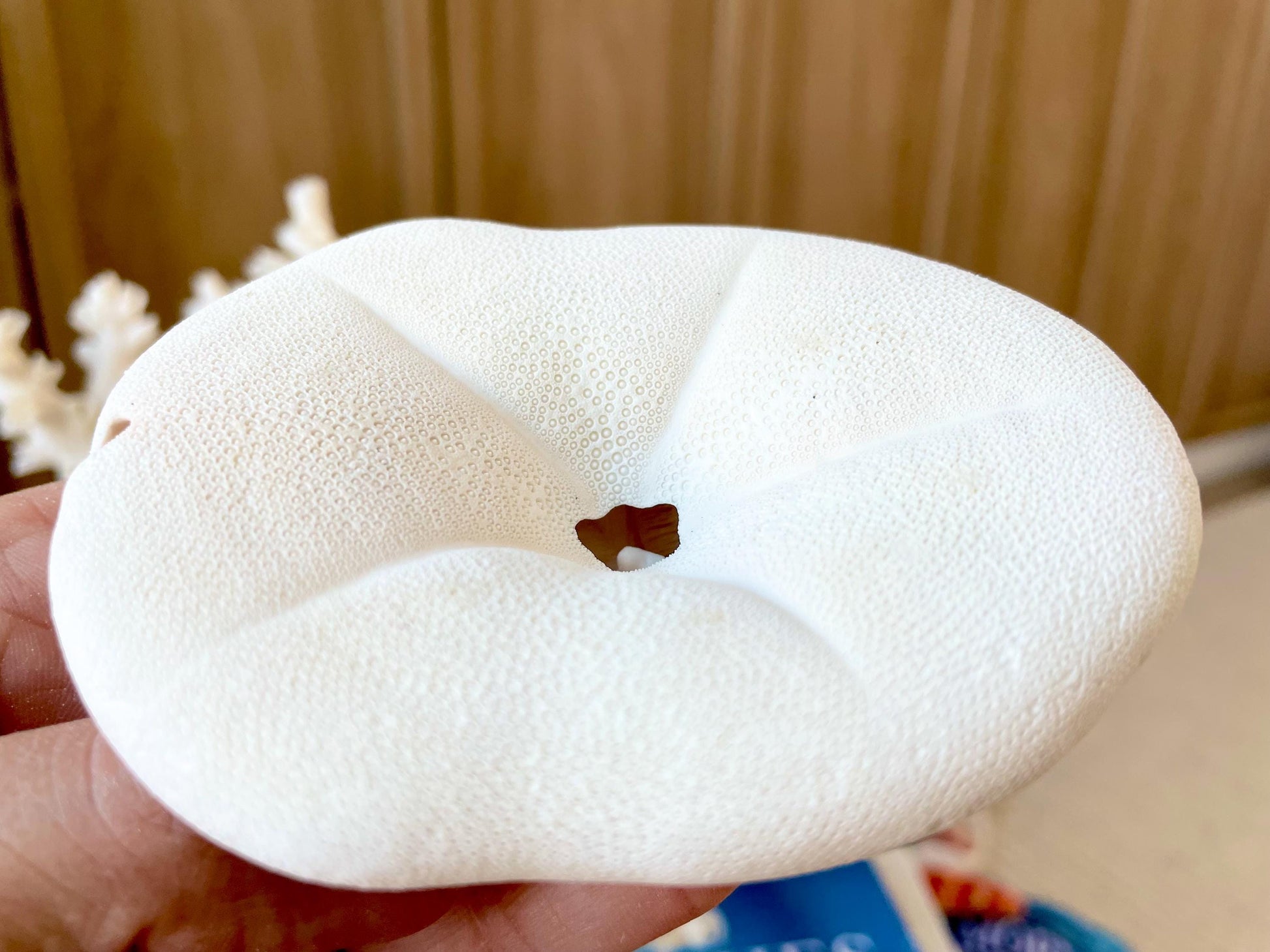 Sea Biscuit Puffy Sand Dollar 3.5-4" XL White