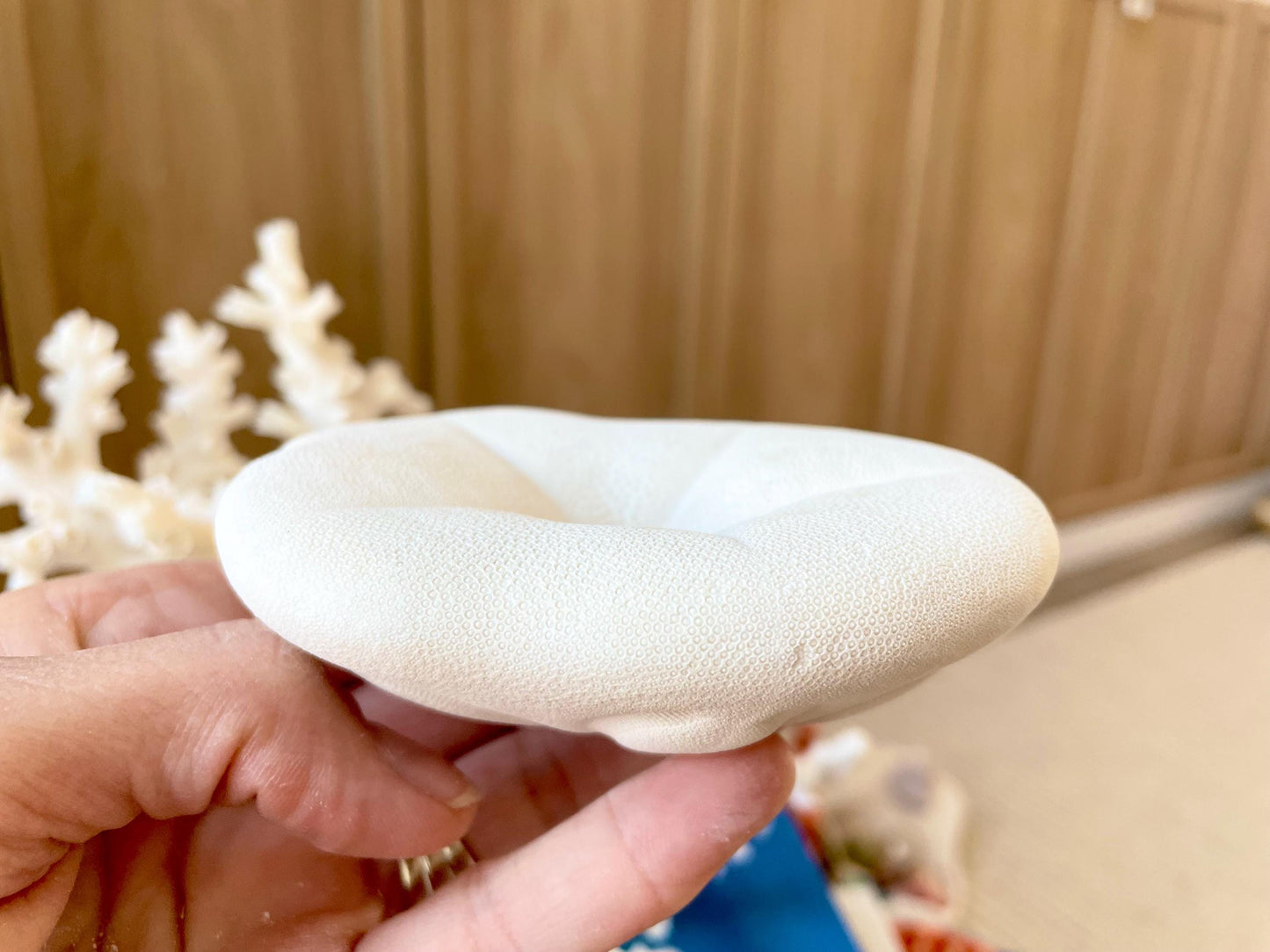 Sea Biscuit Puffy Sand Dollar 3.5-4" XL White
