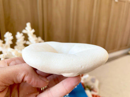 White Sea Biscuit Puffy Sand Dollar: 3-6" Size Of Your Choice