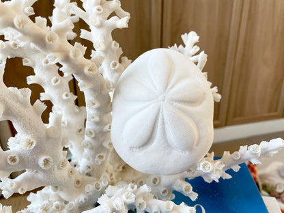 White Sea Biscuit Puffy Sand Dollar: 3-6" Size Of Your Choice