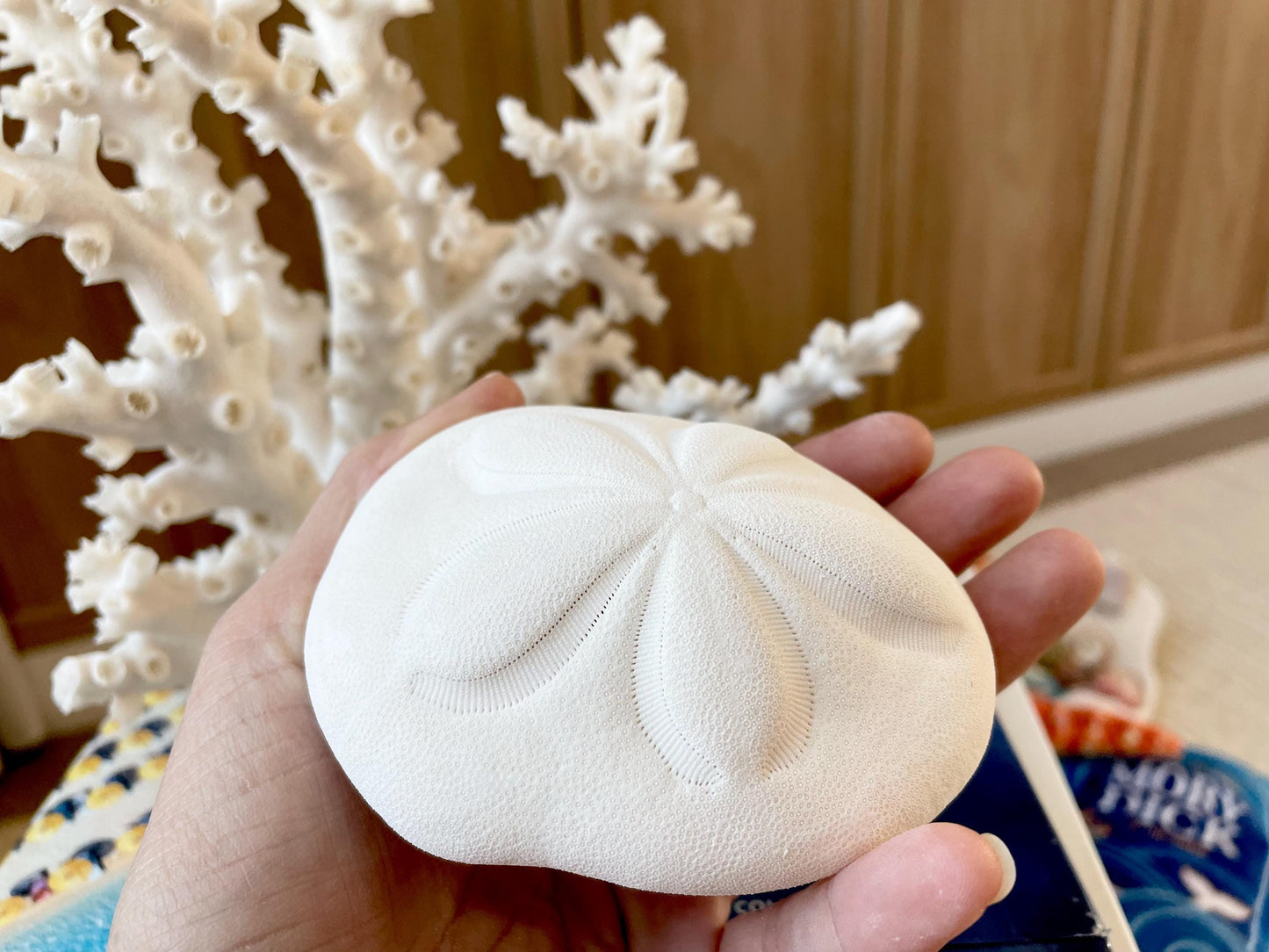 Sea Biscuit Puffy Sand Dollar 3.5-4" XL White