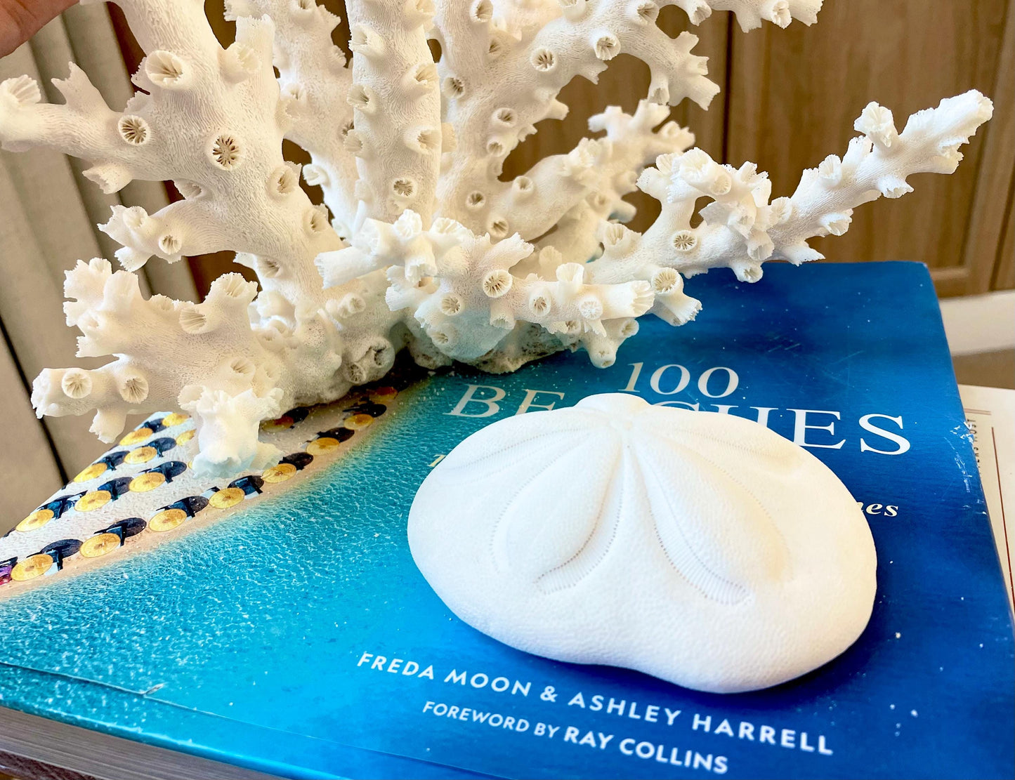 White Sea Biscuit Puffy Sand Dollar: 3-6" Size Of Your Choice