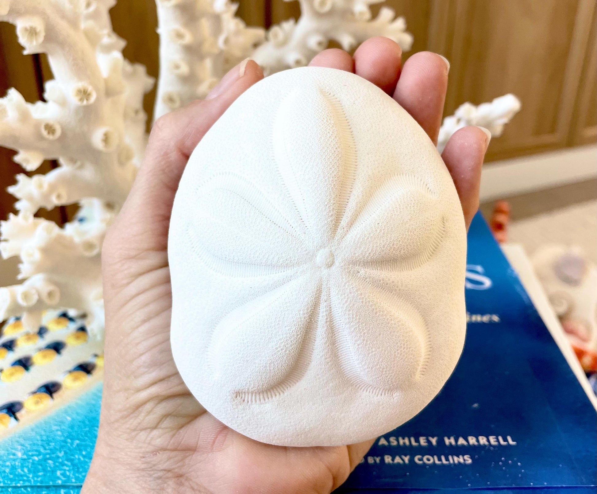 Sea Biscuit Puffy Sand Dollar 3.5-4" XL White