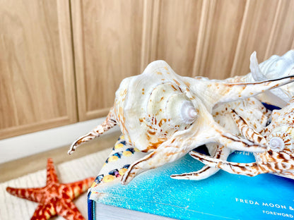 Chiragra Spider Conch Shell 8-9" Display Seashells, Harpago
