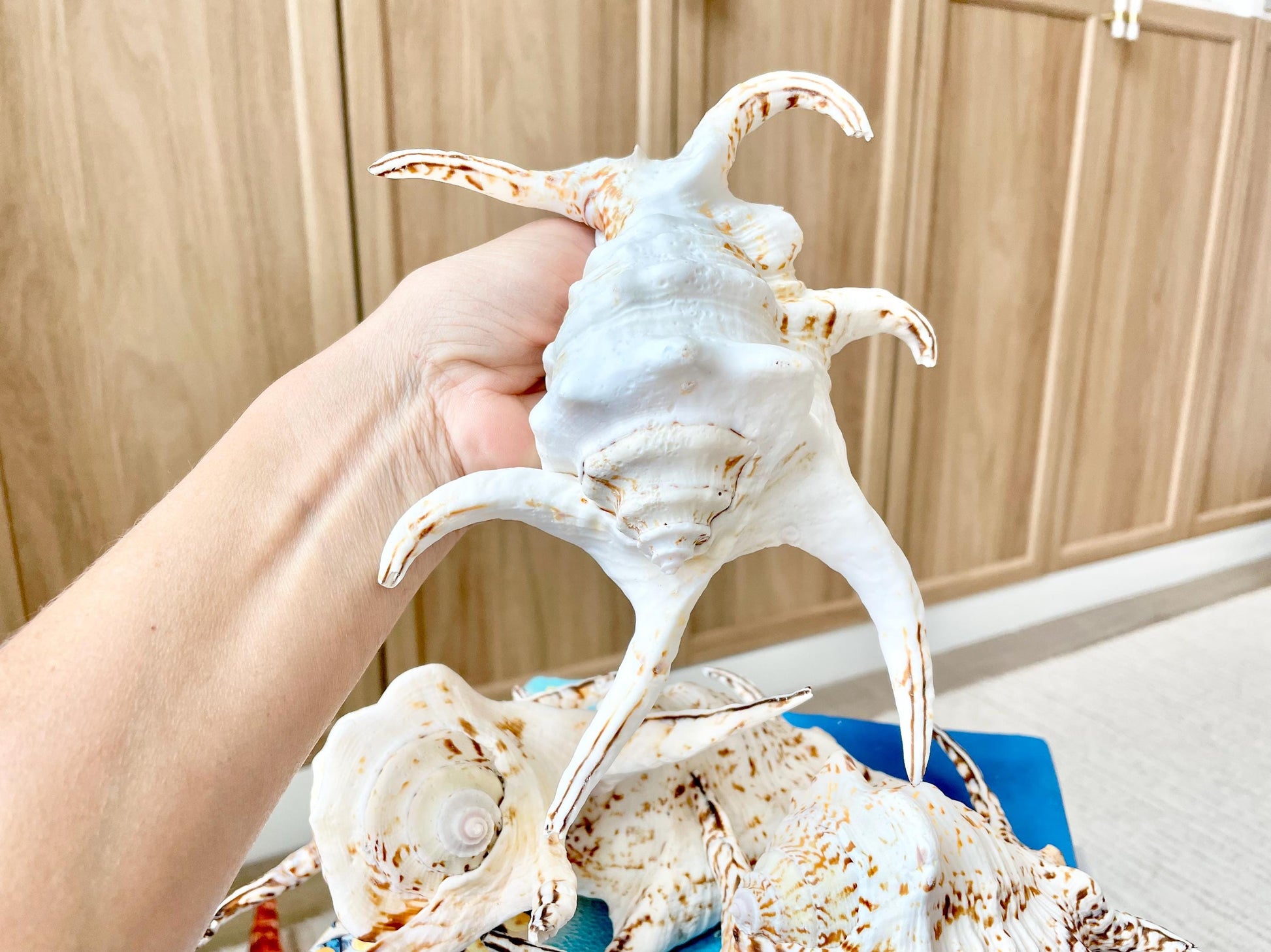 Chiragra Spider Conch Shell 8-9" Display Seashells, Harpago