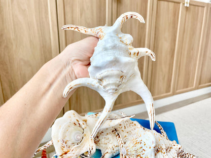 Chiragra Spider Conch Shell 8-9" Display Seashells, Harpago