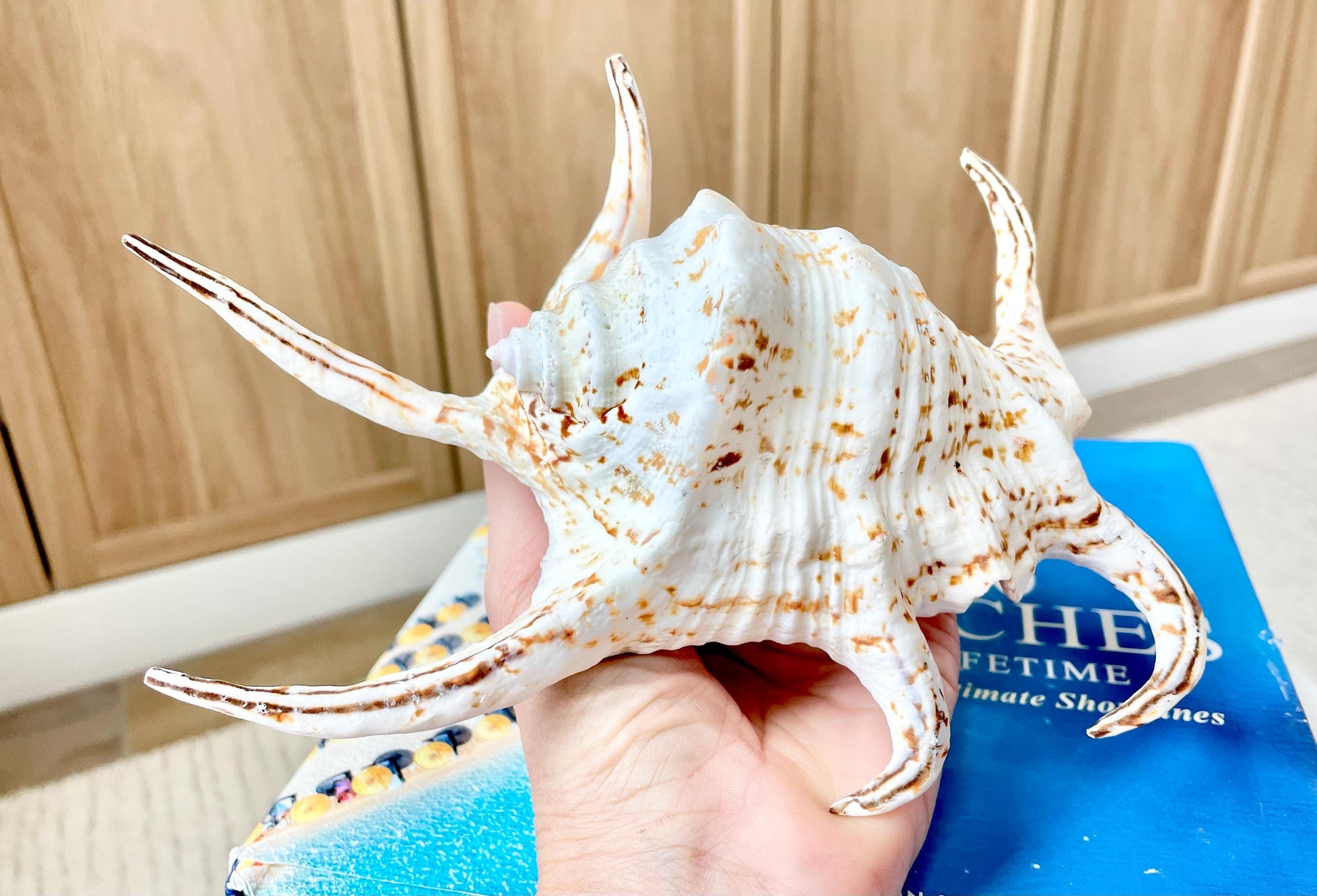 Chiragra Spider Conch Shell 8-9" Display Seashells, Harpago
