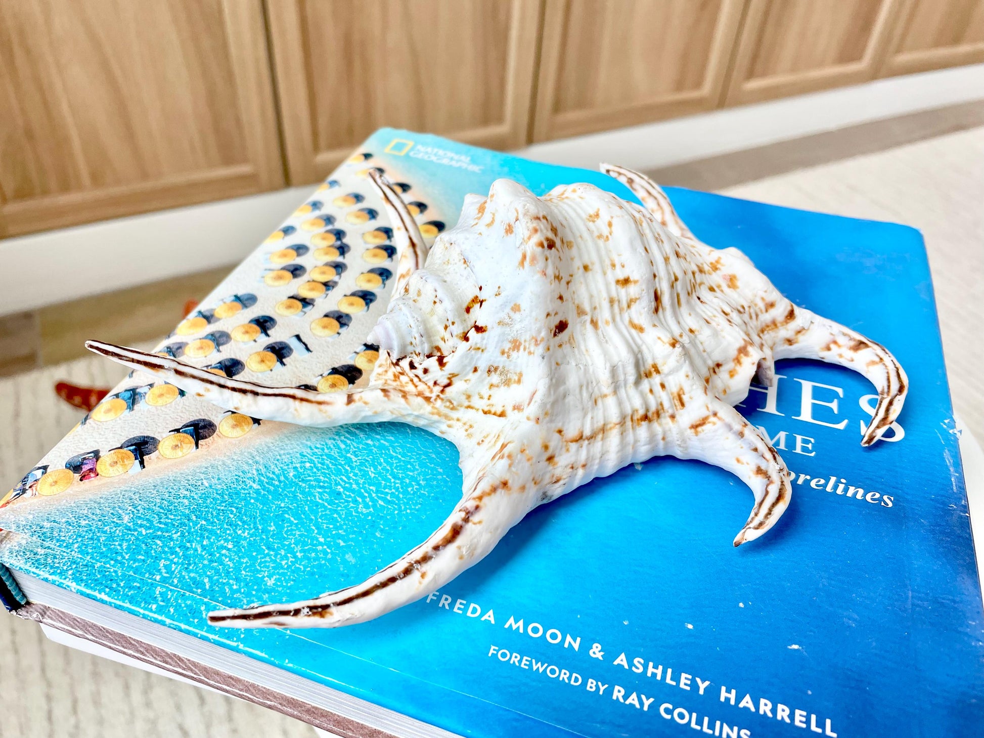 Chiragra Spider Conch Shell 8-9" Display Seashells, Harpago