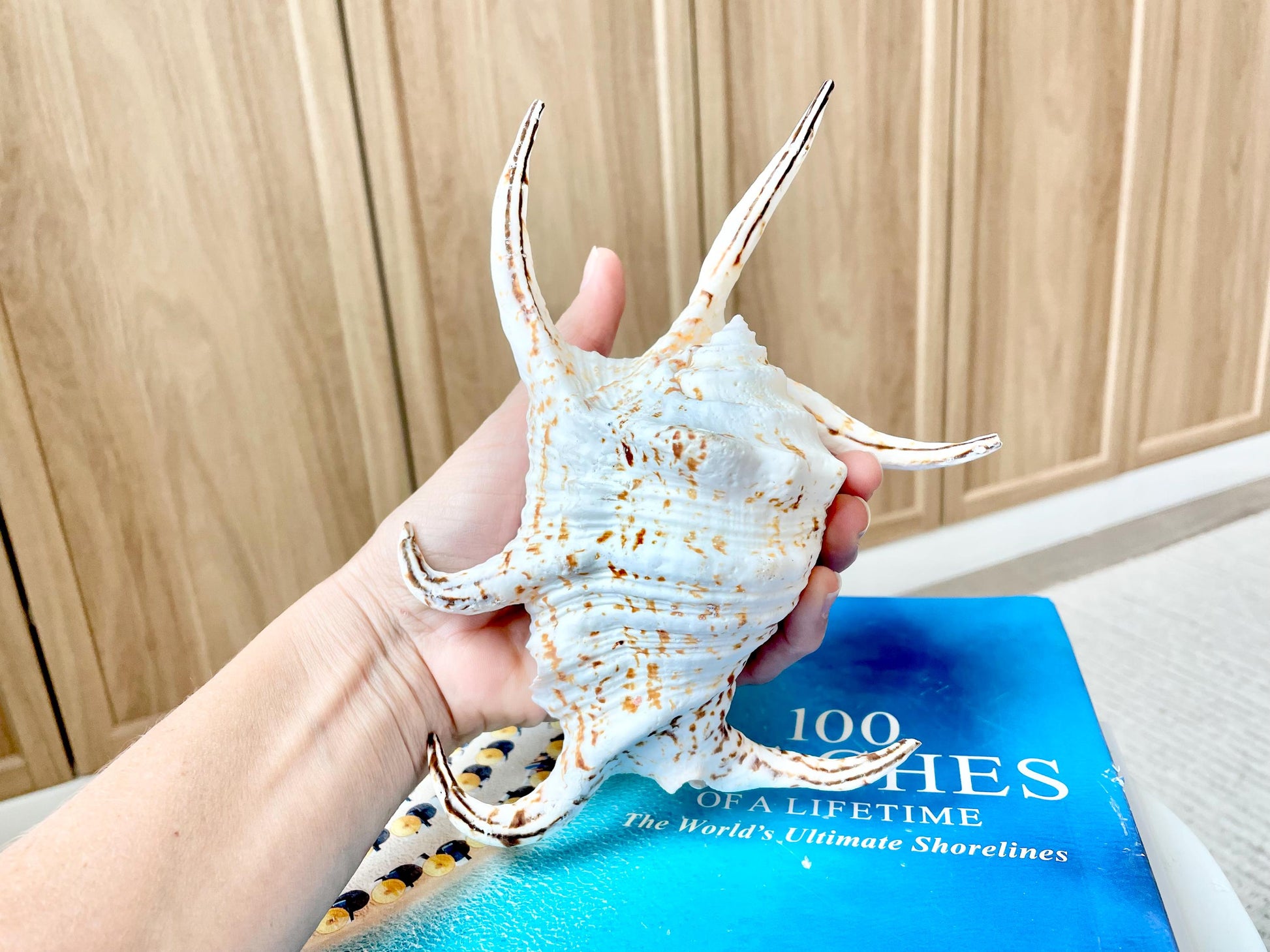 Chiragra Spider Conch Shell 8-9" Display Seashells, Harpago