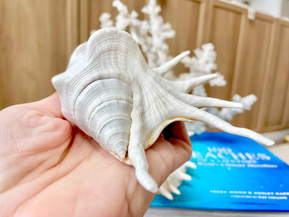 White Spider Lambis Shell *You Choose Size* Display Conch Seashells