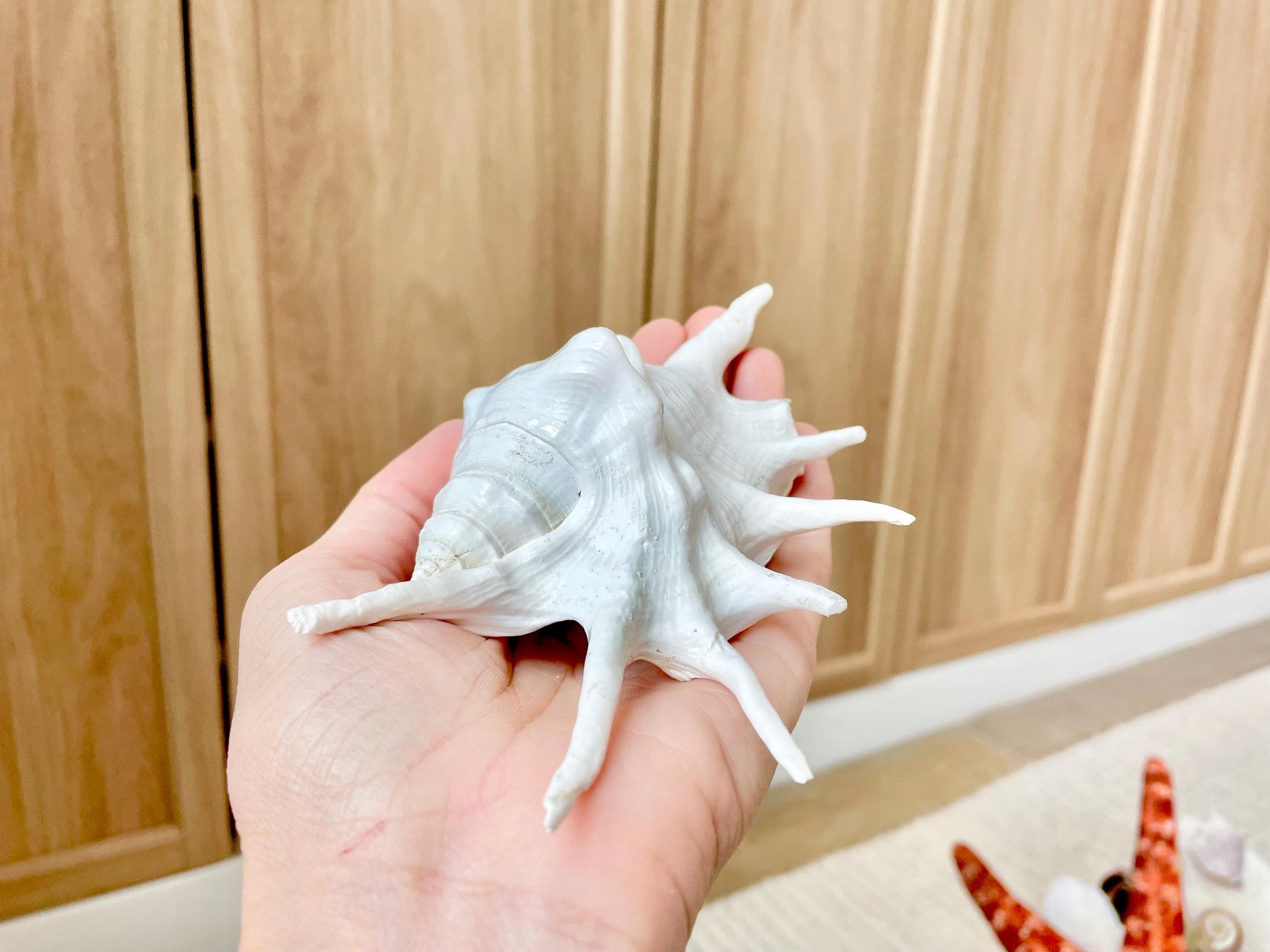 White Spider Lambis Shell *You Choose Size* Display Conch Seashells