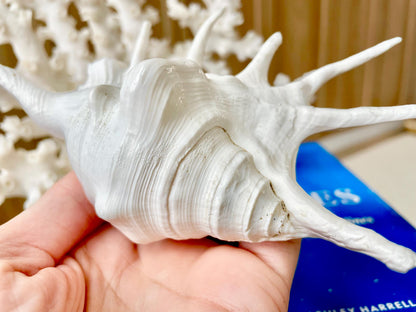 White Spider Lambis Shell *You Choose Size* Display Conch Seashells