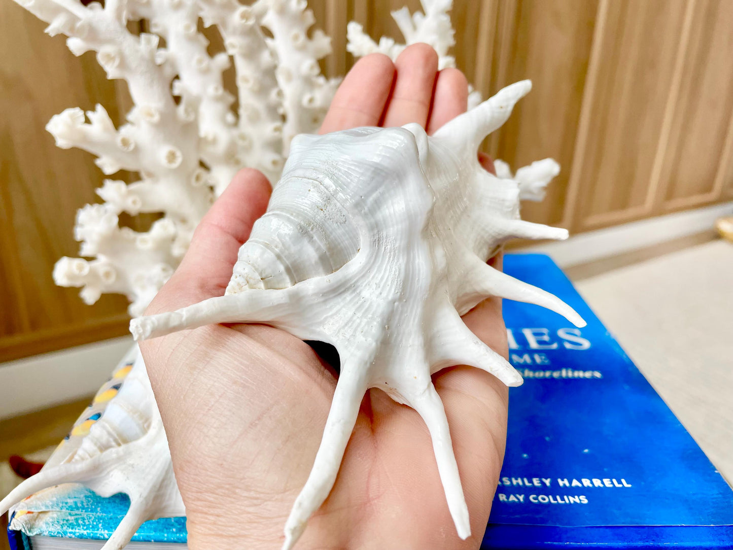 White Spider Lambis Shell *You Choose Size* Display Conch Seashells