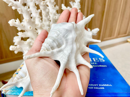 White Spider Lambis Shell *You Choose Size* Display Conch Seashells