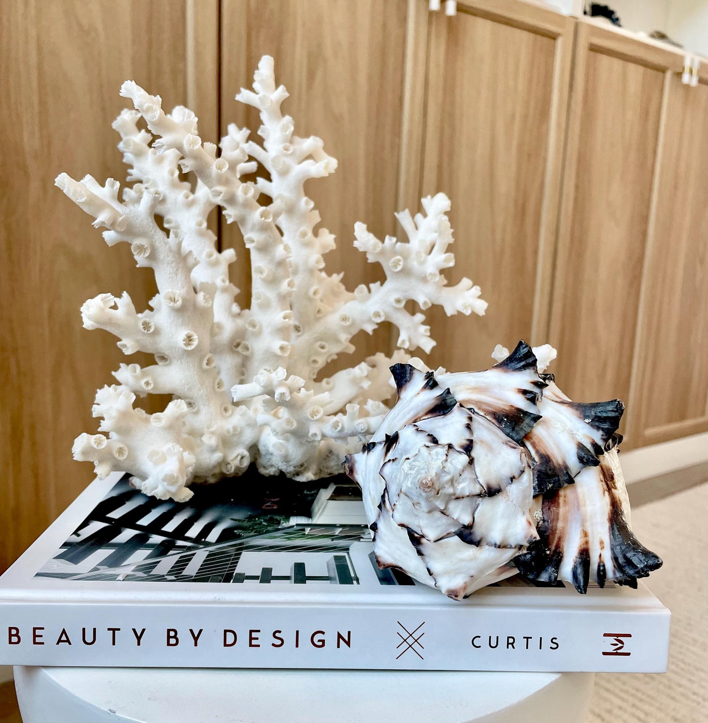 Black Murex Seashell *All Sizes* Coastal Home Décor Conch Shell