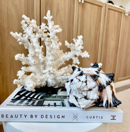 Black Murex Seashell *All Sizes* Coastal Home Décor Conch Shell